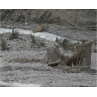 fol_flut3.jpg