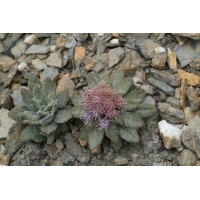 DSCF1852.jpg