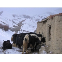 yaks in lingshed.jpg