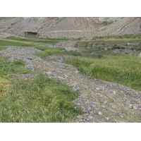normal_k16 flood damaged standing crops.jpg